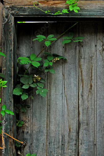 Blackberry plant background wood ...