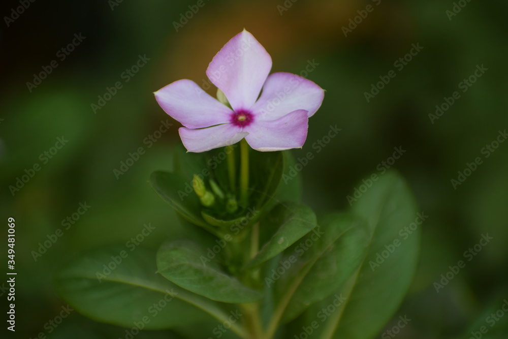Fototapeta premium Pink vinca (catharanthus roseus) OR Periwinkle roseus flowers.Family Apocynaceae and is native to Europe, Northwest Africa and Southwest Asia