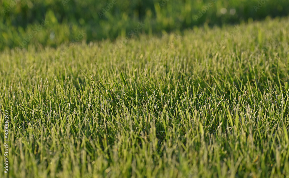 green grass texture