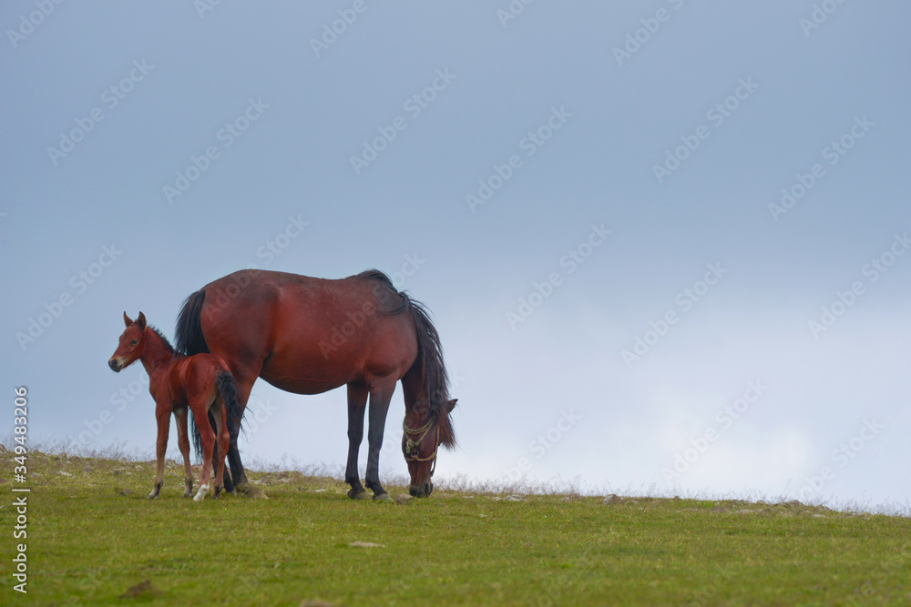 Fototapeta premium Horses grazing in green field...