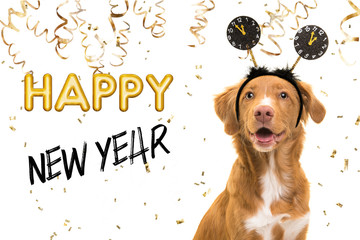 Portrait of a pretty nova scotia duck tolling retriever dog wearing a new year diadem on a white background with golden party garlands and text happy new year 2021