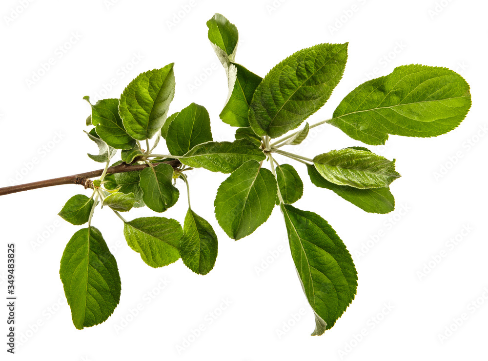 Naklejka premium apple tree branch with green leaves on a white background