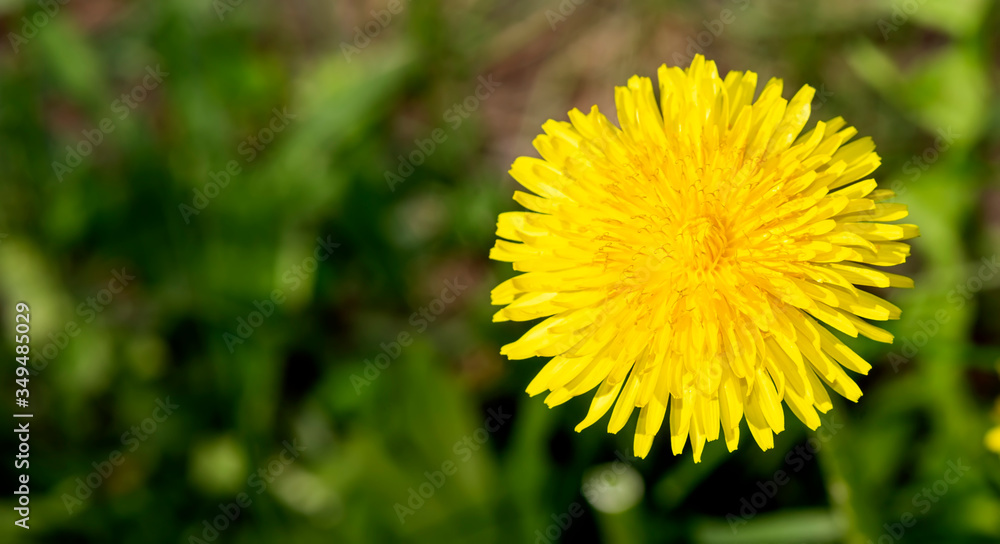 Yellow dandelion flower. Green dandelion leaves. View from above Yellow dandelion flower. Green dandelion leaves. View from above