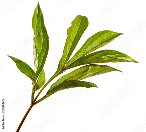 green peony leaves on a white background