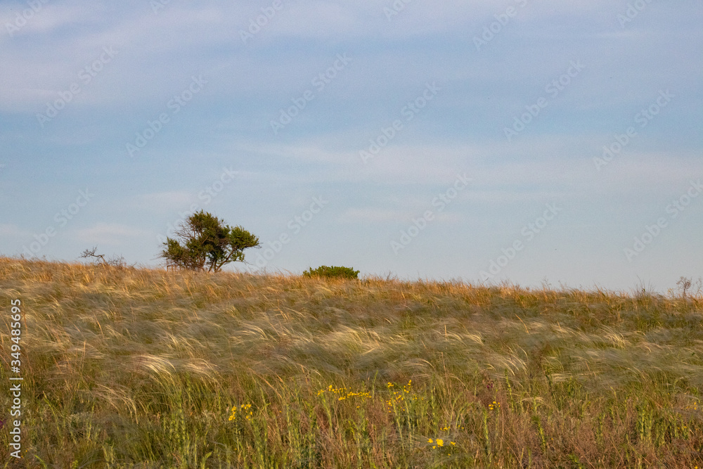 A field of feather grass against blue sky with other wild flowers A field of feather grass against blue sky with other wild flowers