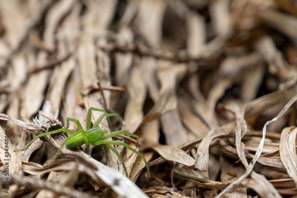 Grasgrüne Spinne Grasgrüne Spinne