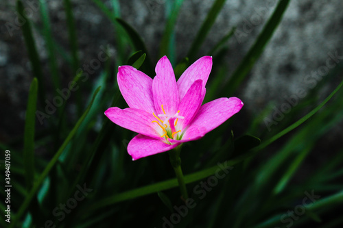 beautiful view of the pink garden flower