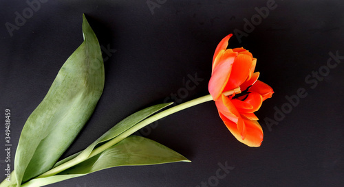 photo tulip on black background  for your design or postcard           