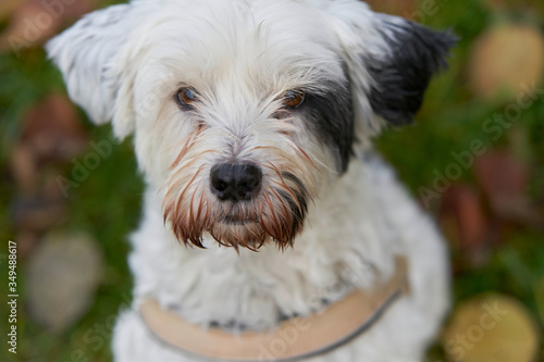 portrait tibet terrier looking at the camera with a faithful look in nature