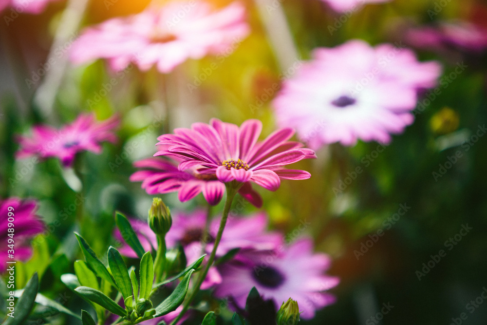 Spring flowers Spring flowers