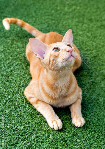 Oriental red cat with big ears, clear eyes and long nose.