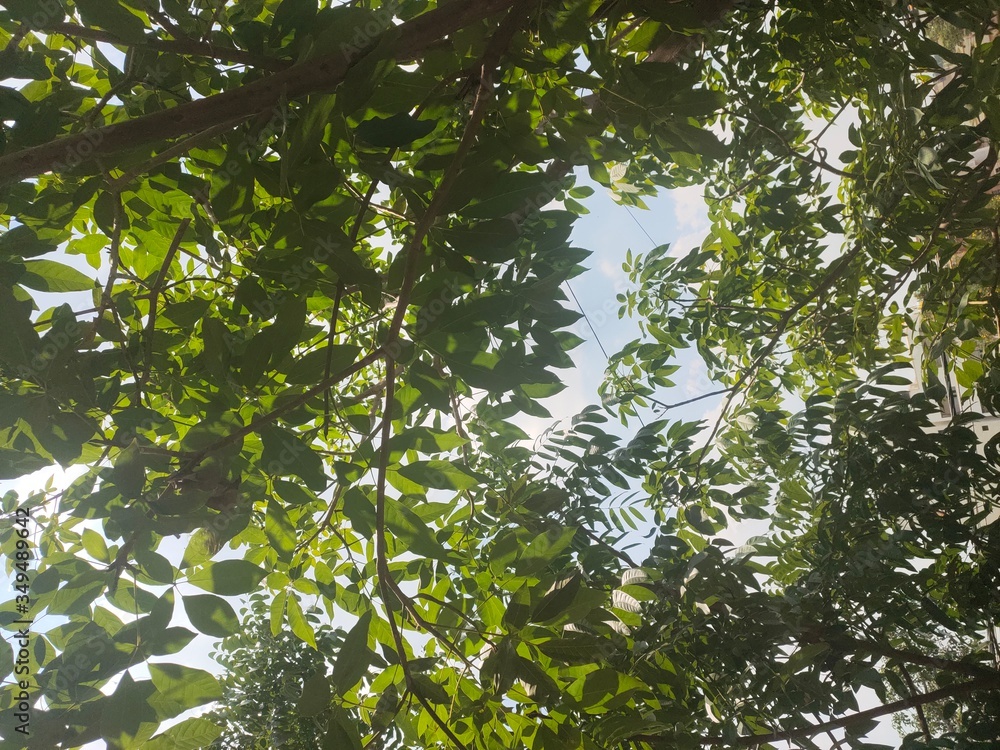 Fototapeta premium green leaves and sun
