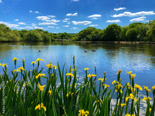 Lake view with blue sky reflection on water and yellow Iris in front photo