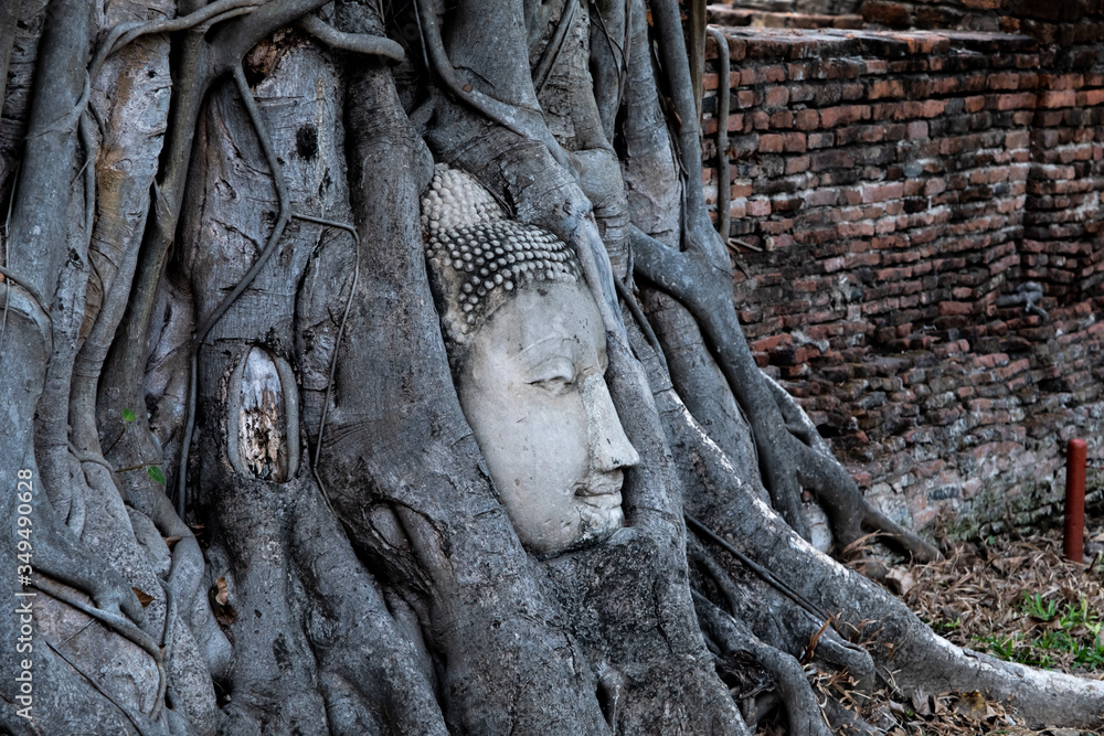 Head of Buddha in body of tree, name of this temple Wat Mahathat