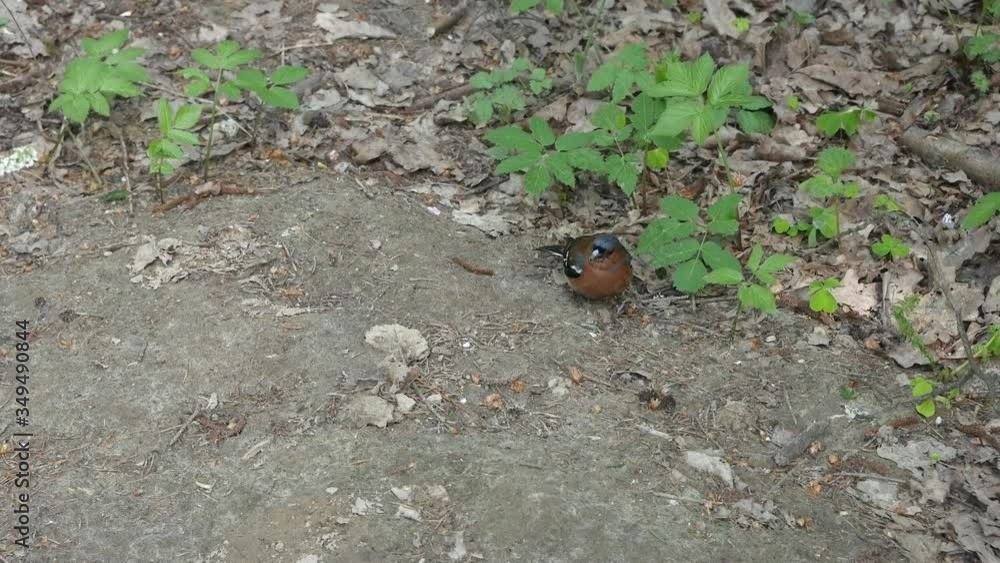 Finch eats plant seeds on the ground in the forest. Finch eats plant seeds on the ground in the forest.