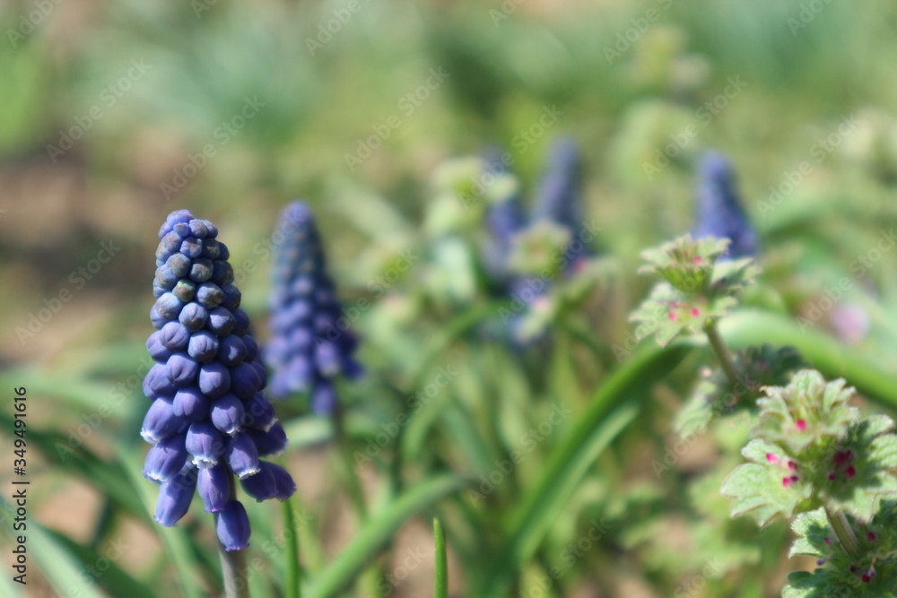Blue muscari (grape hyacinth) flowers in the garden Blue muscari (grape hyacinth) flowers in the garden