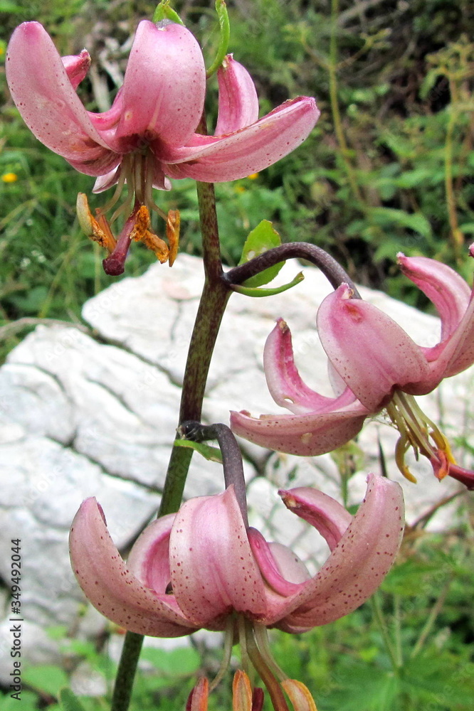 Close-up Of Pink Flowers