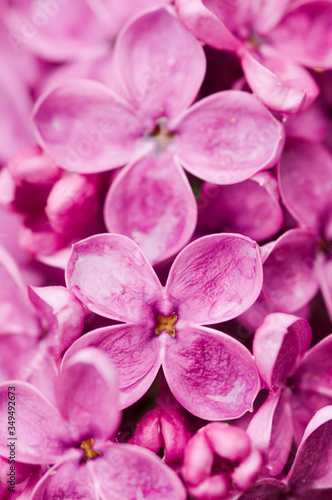 Detail of blooming pink lilac flower with water drops background. Full frame close-up of luxury fresh blooming magenta lilac flower with drops of water