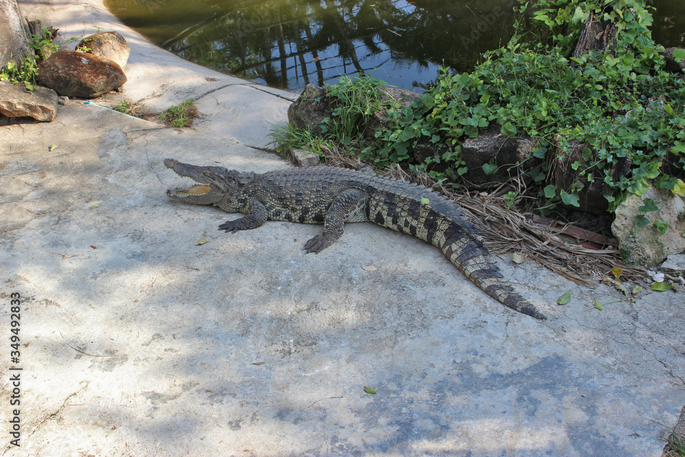 Crocodile lies in the bushes Crocodile lies in the bushes