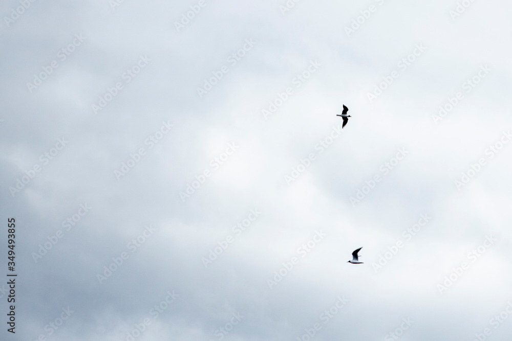 polar tern flying on a background of clouds and looks for prey. Beautiful bird closeup