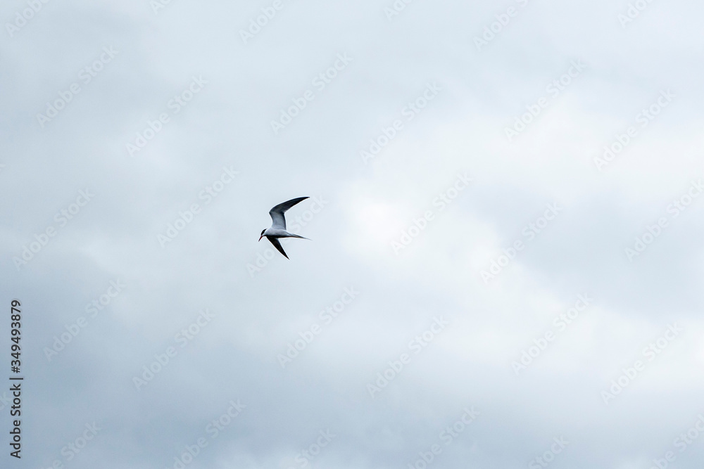 polar tern flying on a background of clouds and looks for prey. Beautiful bird closeup