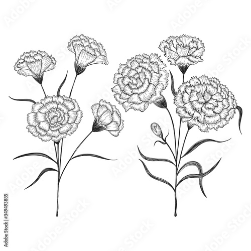 Hand drawn carnation flowers and leaves drawing illustration.