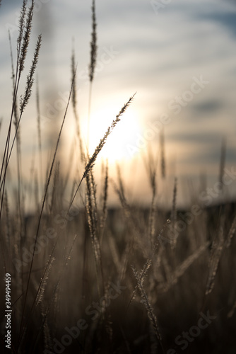 Sunset in grassland
