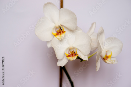 Fototapeta Naklejka Na Ścianę i Meble -  Beautiful orchid on a white background. Home orchid