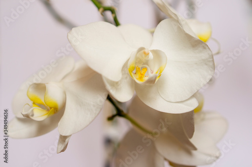 Beautiful orchid on a white background. Home orchid