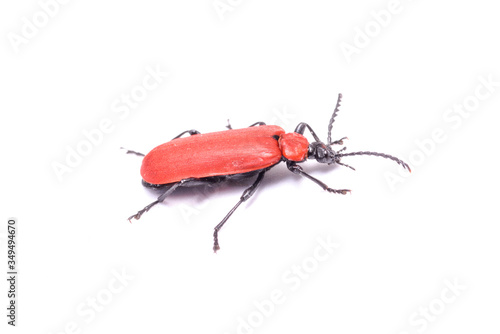 red insect with black mustache on a white background photo