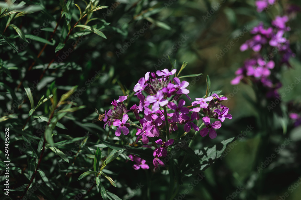 A bee collects nectar on a flower, a pink flower. A bee collects nectar on a flower, a pink flower.