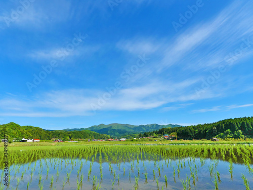 青空と田植え直後の水田