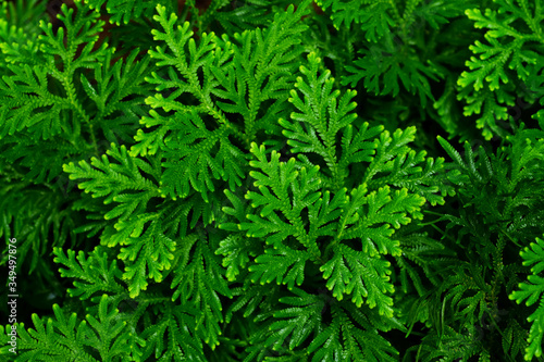 Spike Moss   Selaginella wallichii    green fern texture