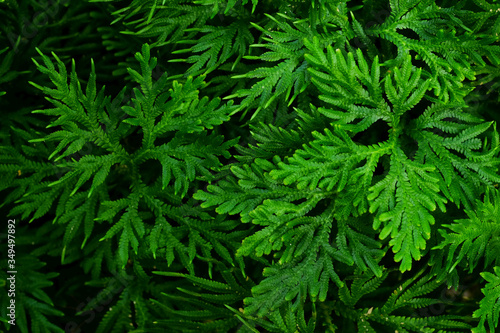 Spike Moss ( Selaginella wallichii ), green fern texture