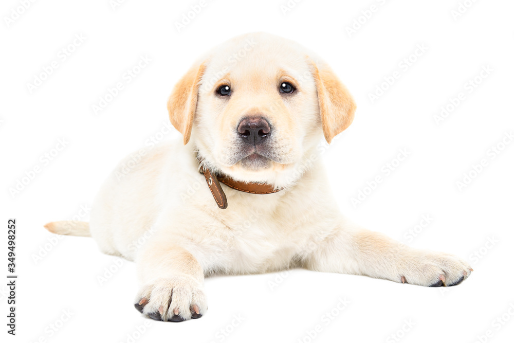 Cute little Labrador puppy lying isolated on white background Cute little Labrador puppy lying isolated on white background