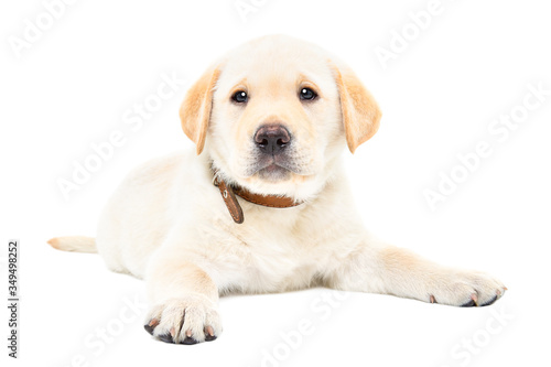 Cute little Labrador puppy lying isolated on white background