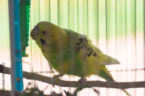 Yellow-green budgie sitting in a cage.