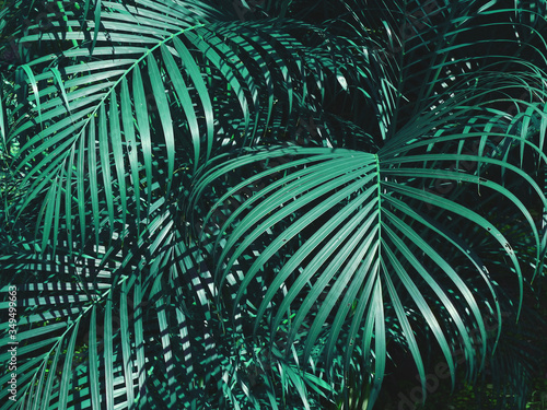 tropical blue coconut leaves, vintage color tone