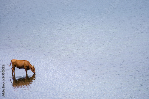 Cow grazing in a flooded meadow field. Impact of climate change