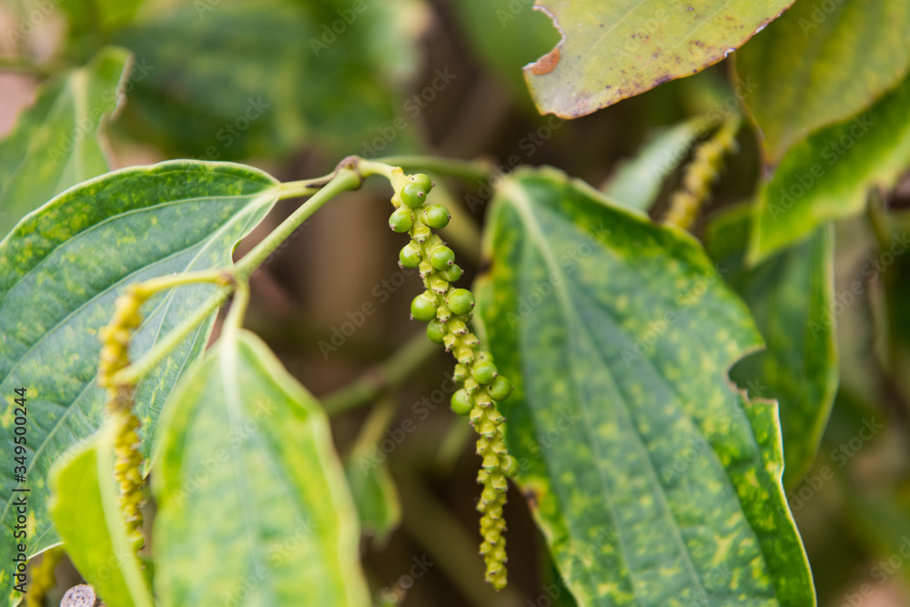Kampot pepper grown and produced in Kampot Province, and Kep Province, Cambodia Kampot pepper grown and produced in Kampot Province, and Kep Province, Cambodia