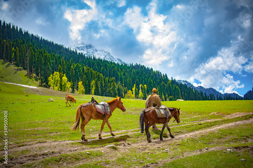 Horses on the Meadow of Gold, Sonamarg, Kashmir photo