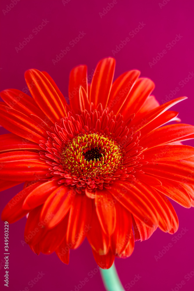 Bouquet of orange gerbera in natural light Bouquet of orange gerbera in natural light