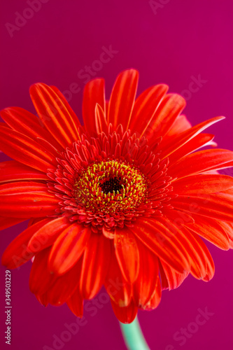 Bouquet of orange gerbera in natural light © anca enache