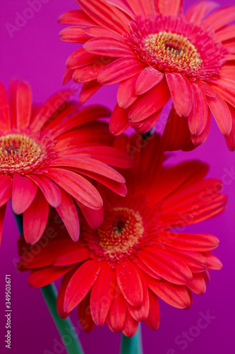 Bouquet of orange gerbera in natural light