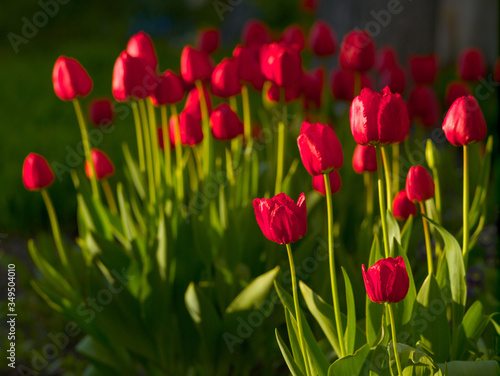 Blooming red tulips in spring sunny evening