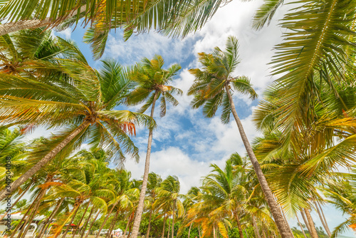Palm trees under a blue sky with clouds in Guadeloupe