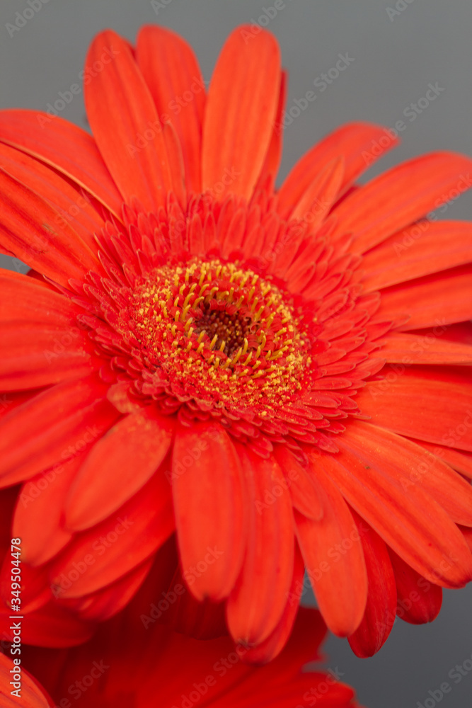 Bouquet of orange gerbera in natural light Bouquet of orange gerbera in natural light