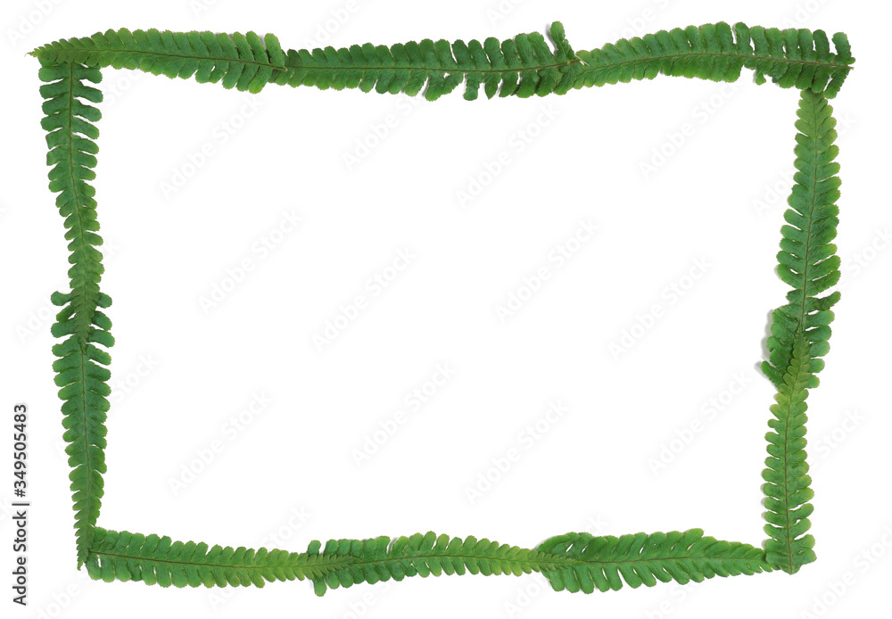 Real natural green Fern leaves painting frame on white background with copy space for your own text. 