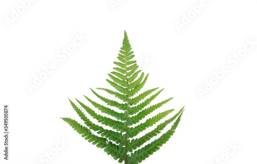 Natural fresh fern leaves look like christmas tree on white background with copy space for your own text like a christmascard  New Zealand symbol  