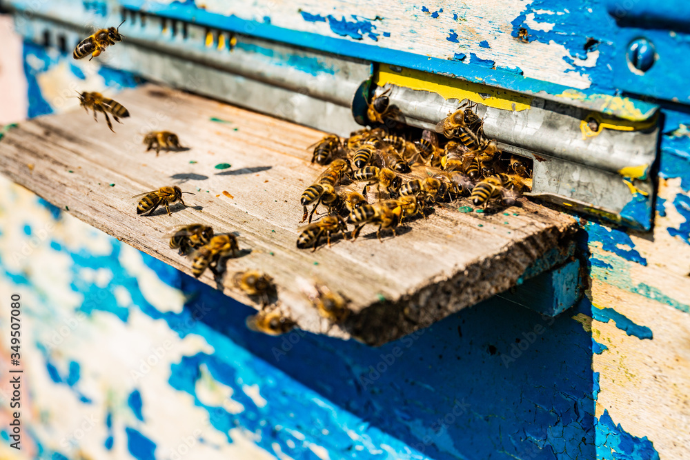 Close up of flying bees. Wooden beehive. Plenty of bees at the entrance of old beehive in apiary. Working bees on plank. Frames of a beehive. Sunny day is a perfect time for collecting honey.